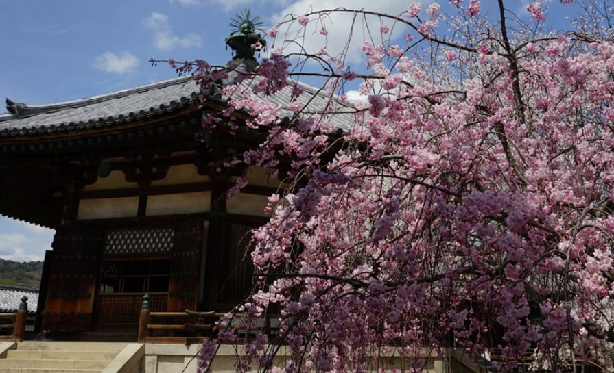 「法隆寺夢殿のしだれ桜」の画像検索結果